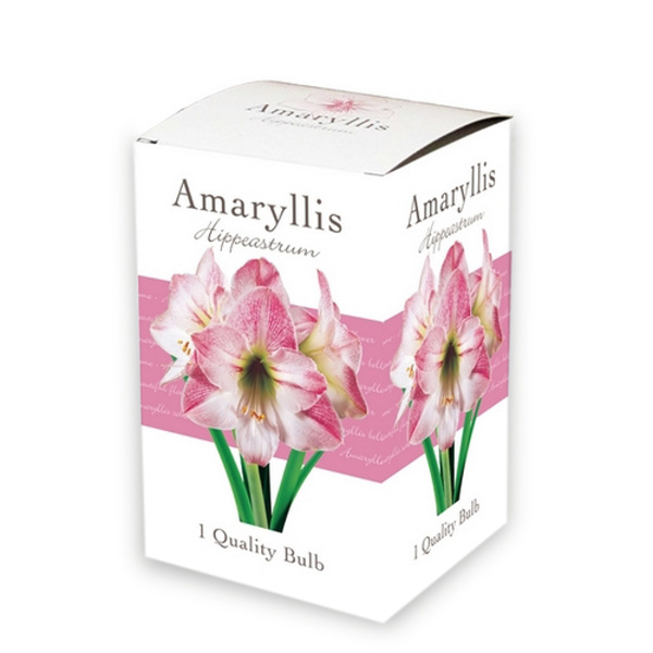 X 1 AMARYLLIS PINK/WHITE 1 ks